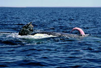 Whalescan do it better. Much better