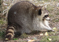 Vicious raccoon bites man's penis off