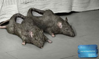 Designers fight foot fungus with dead rats
